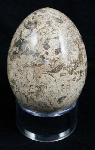 Decorative Fossil Coral Egg #2125